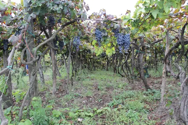 Bosco De Medici – Foto 4