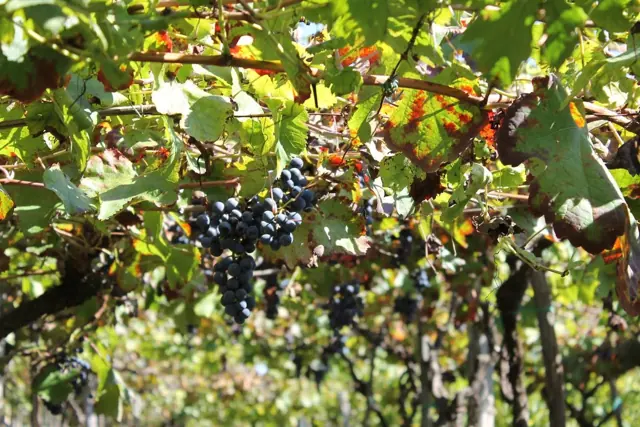 Bosco De Medici – Foto 7