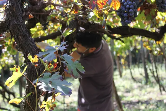 Bosco De Medici – Foto 8