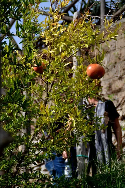 Le Vigne di Raito – Foto 4