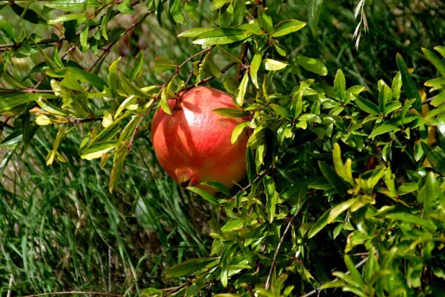 Le Vigne di Raito – Foto 6